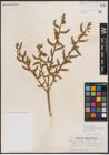 Foto von Salix eriocephala var. watsonii (Bebb) Dorn